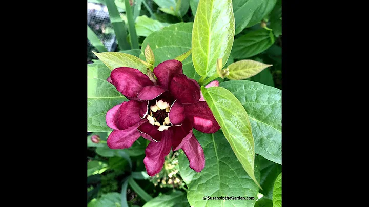 Everyone Can Grow A Garden (2018) #20 Flower Garde...