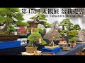 [4K] 第45回 日本盆栽大観展 2025 盆栽売店