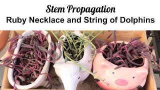 Ruby Necklace and String of Dolphins Stem Propagation