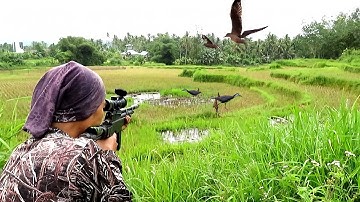 HUNTING ‼️ BURUNG RUAK RUAK DAN TERKUKUR..