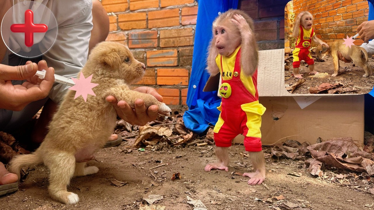 Lulu Is Surprised by Dad’s Talent Giving Medical Care to Two Poor Puppies