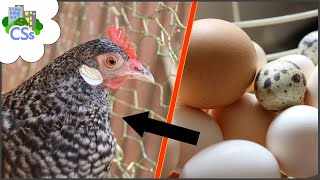 Can you Feed Eggshells to Hens? Yes! here's how... Net Worth