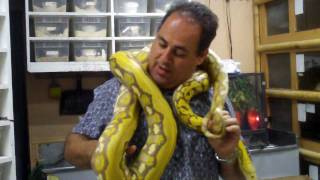 Famous Color Changing Python Profile