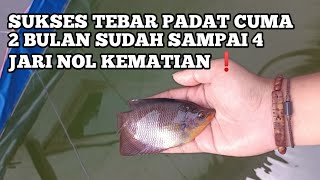 SORTIR GURAME TEBAR PADAT 2 BULAN SUDAH 4 JARI