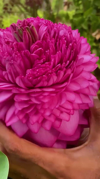 1000 Petals Lotus || Sahasradhalapadmam