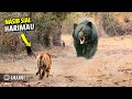 HEBOH !! Inilah Momen Bodoh Harimau Berani Menyerang beruang Raksasa! Akibatnya Begini