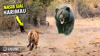 HEBOH !! Inilah Momen Bodoh Harimau Berani Menyerang beruang Raksasa! Akibatnya Begini