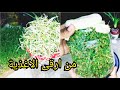 من الالف الى الياء تنبيت او برعمة الحبوب بطريقة جد سهلة Sprouted Grains