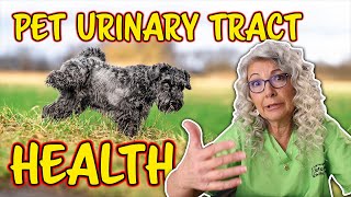 Urinary Tract CRYSTALS in Pets