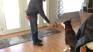 Muzzle training - step 2 Muzzle Training Step 2