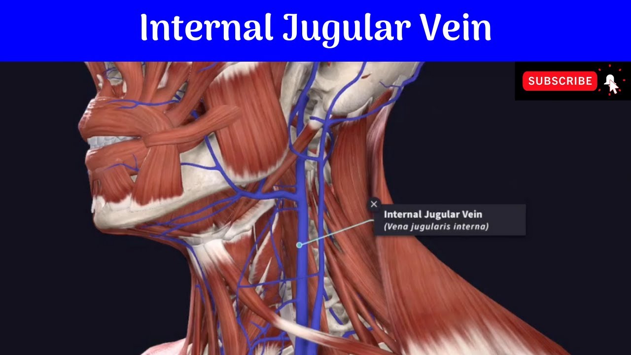 Internal Jugular Vein Gross Anatomy Of Head And Neck - vrogue.co