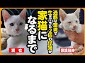 【感動】砂利を食べて飢えを凌いでいた子猫と、ガリガリに痩せこけていた子猫が、一緒のおうちで幸せな家猫になるまで【まとめ】