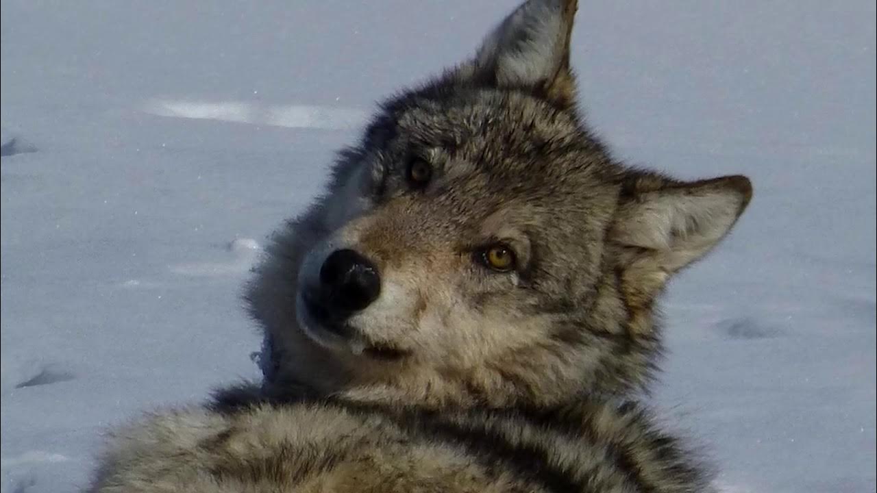 Пришел волк и народ. Волк подсказка загадка. Wolves as pets and working animals. Пришел волк весь народ умолк ясен. Цитаты волка ауф мемы.