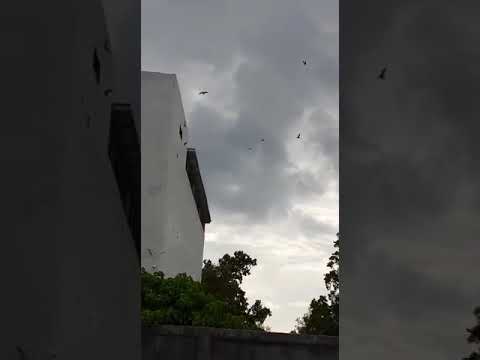 suara-walet.-gratis-lagi-viral-sp-suara-burung-goib