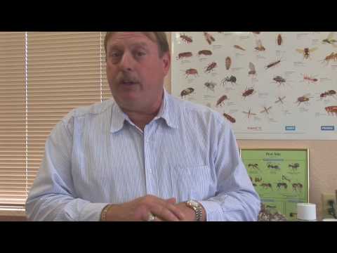 Videó: Rovarirtás: hogyan lehet megszabadulni a szarvasoktól