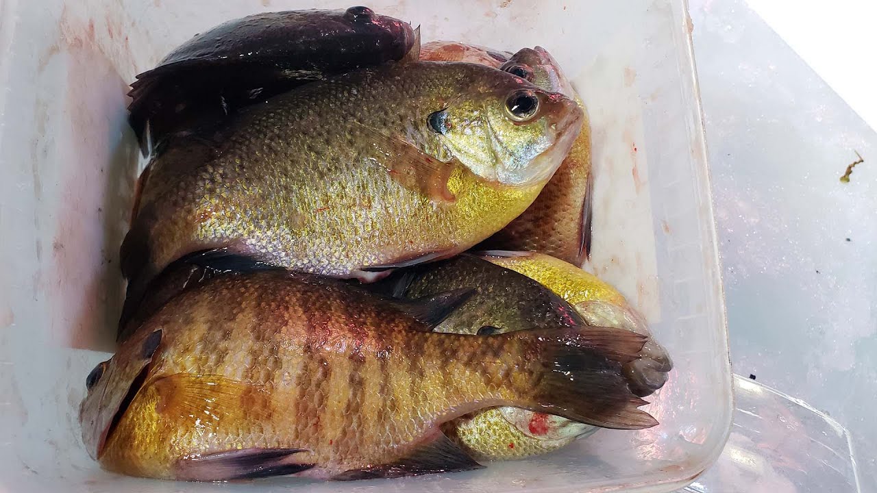 Ice Fishing for Sunfish Bluegill and Pumpkinseed 