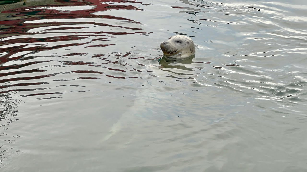 Обыкновенный тюлень