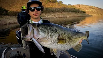 ¿Cuál es la lubina más grande jamás pescada?