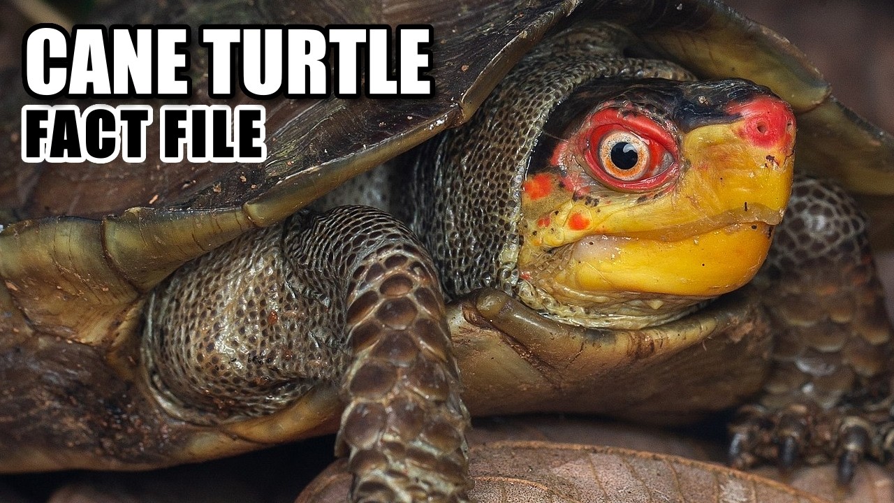 Cane Turtle Facts: an ENDANGERED Turtle 🐢 Animal Fact Files - YouTube