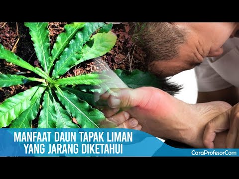 Video: Apakah pohon gelendong selalu hijau?