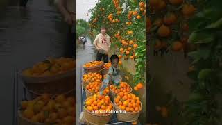 orange fruit alisha dailyvlog