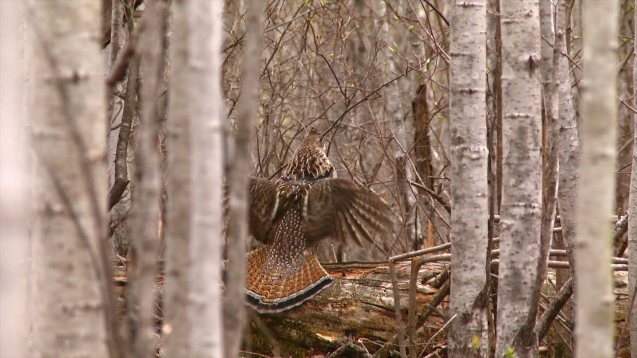 Ruffed Grouse Drumming on a Log YouTube