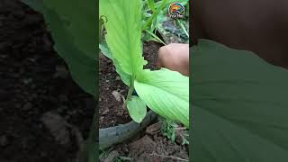 Download Lagu Kunyit (Curcuma longa Linn. syn. Curcuma domestica Val.) #hijaurd #gardening MP3