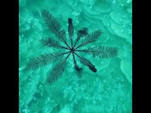 شاهد لأول مرة سمكة الريش النجمية      