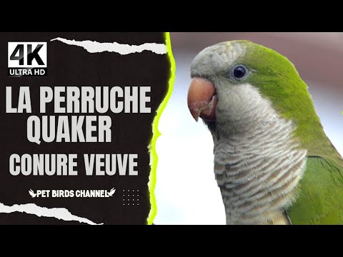 perruche conure veuve