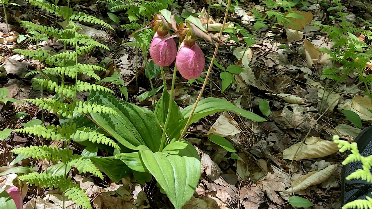 Pink lady's slippers