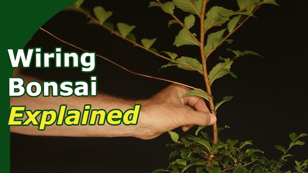 How to Wire Bonsai?
