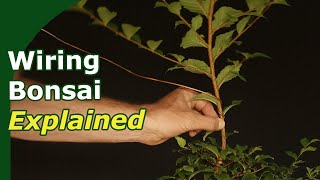 How to Wire Bonsai