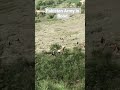 Pakistan Army flood helping #army #armedforces #nature