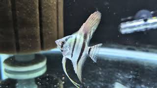 Philippine Blue Juvenile Angelfish Swimming Around