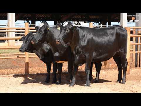 LOTE 30 • 4º LEILÃO NOVILHAS CANTO PORTO • 11639   11469   11078