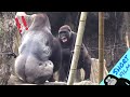 #Social Media | D&#39;jeeco Family#Photography🦍#金剛猩猩 #2022/591|Taipei Zoo