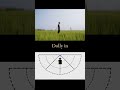 Dolly in camera movement.
