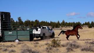 Devil's Garden Wild Horse Release   Truck #2   10 3 17 Update