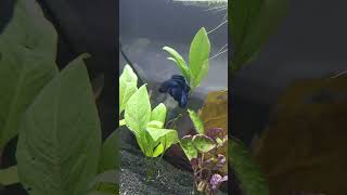 Bal porsuğu Oscar 😂😂 #betta #bettafish #belgesel #fypシ