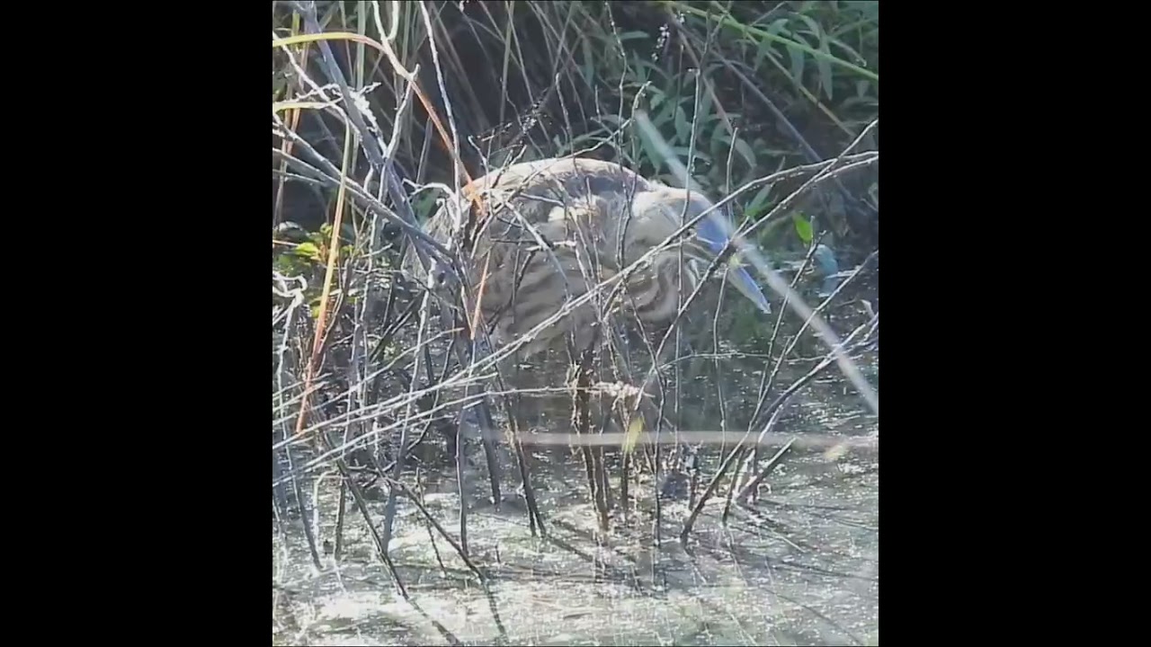 American Bittern, all focus and wiggle