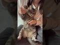 文句言いながら踊る猫、ライくん #fantasticbaby #bigbang #踊ってみた