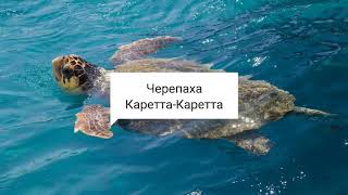 Черепаха Каретта-Каретта