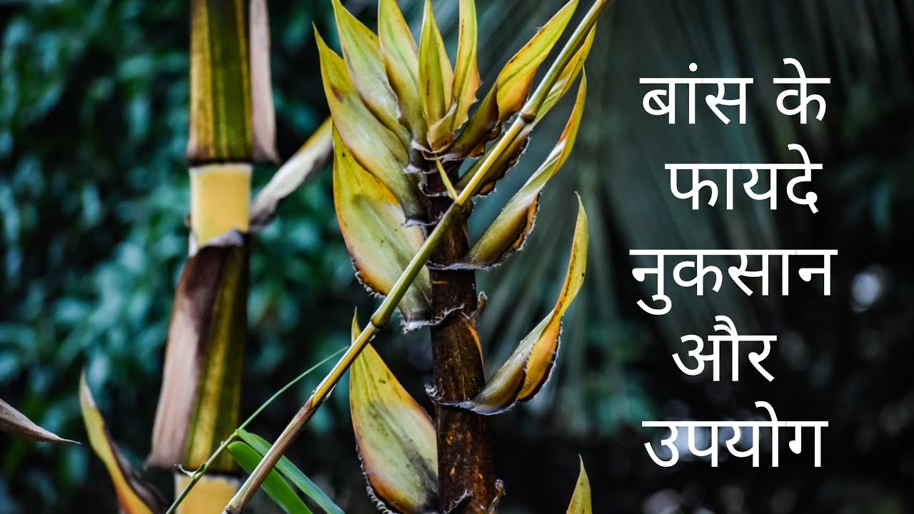 Bamboo in Hindi बांस के फायदे व नुकसान Banslochan Benefits in hindi