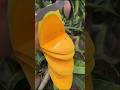 चीन के फल इतने अलग क्यों होते हैं? | 3 Weird Fruits Only Found in China #ytshorts