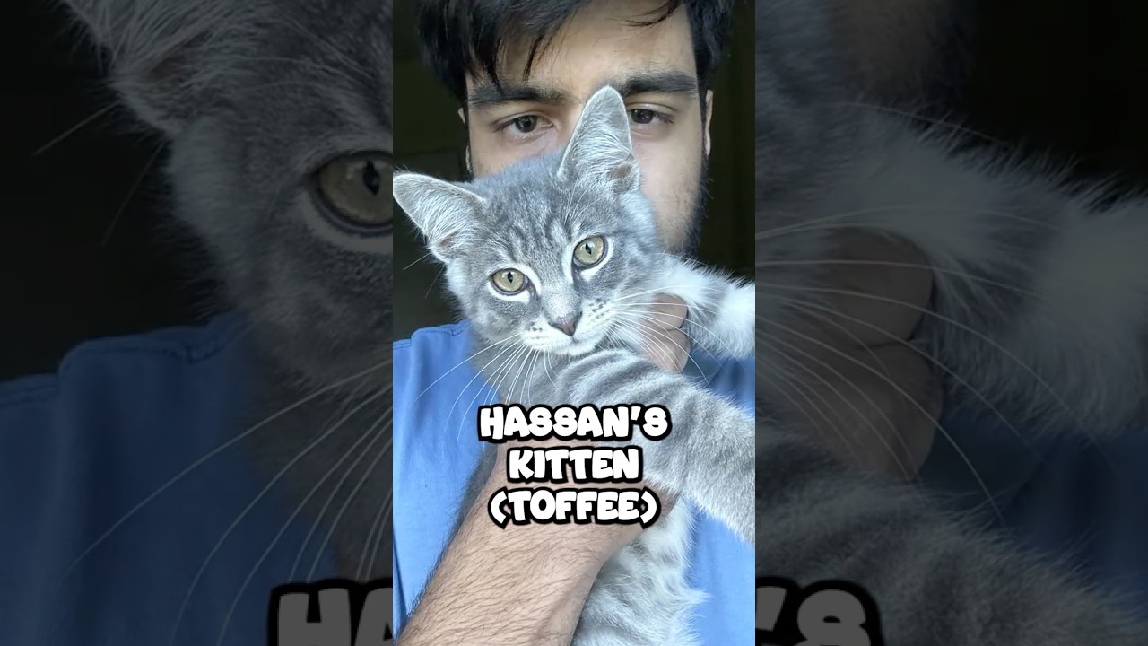 I need to have a serious talk about my cat.