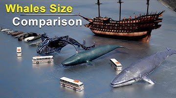 Whales Size Comparison | Biggest Whales Size Comparison | Blue Whale | Killer Whale | Bloop