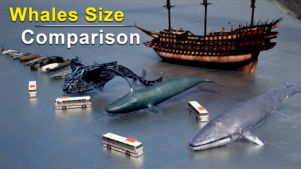 Whales Size Comparison | Biggest Whales Size Comparison | Blue Whale