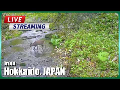 Forest Stream & Wild Birds — Iwamizawa
