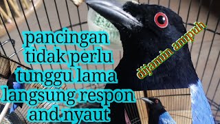 Pancingan cucak biru 100% nyaut,