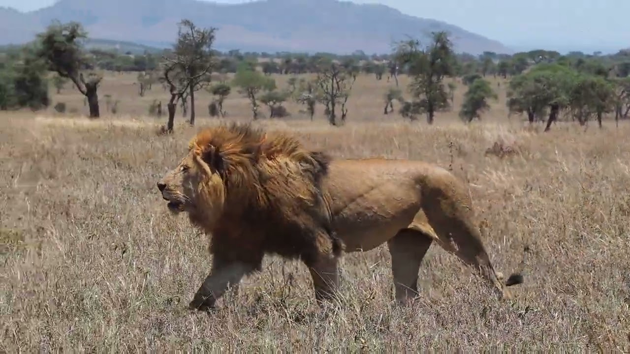 Wild Things - Serengeti und Ngorongoro